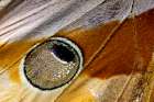 USA, Washington State, Sammamish. Jungle queen butterfly wing detail Art Print